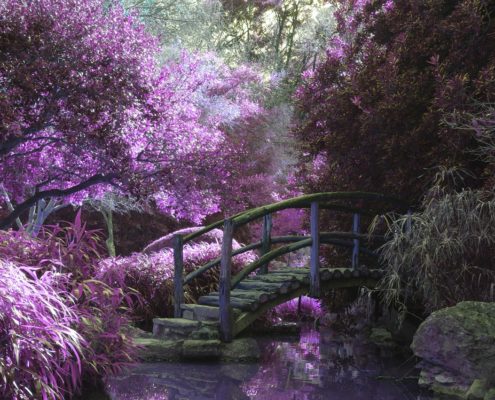 A wooden bridge in the forest